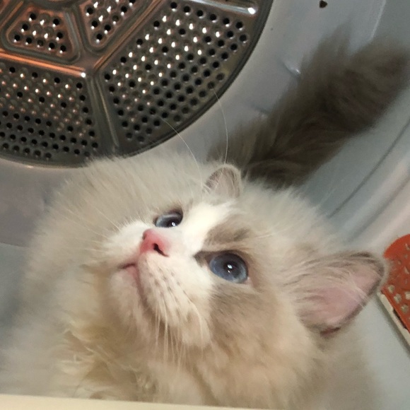 Meet your Posher, Ariel - Picture 1 of 1